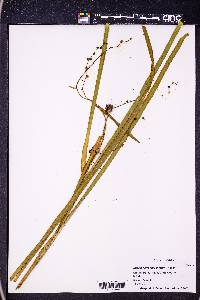 Sparganium eurycarpum image