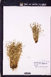 Isolepis carinata image