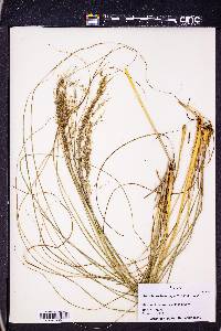 Sporobolus heterolepis image