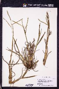 Paspalum laeve image