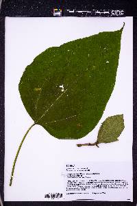 Catalpa speciosa image