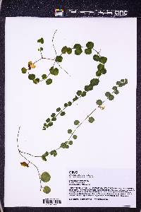 Lysimachia nummularia image