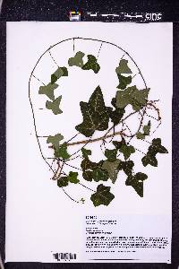 Hedera helix image