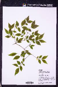 Lonicera maackii image