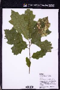 Quercus borealis image