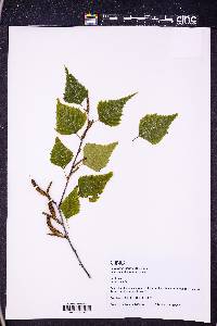 Betula pendula image