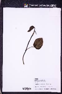 Epipremnum aureum image