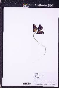 Oxalis triangularis image