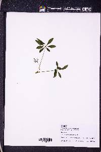 Heptapleurum arboricola image