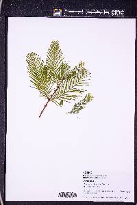 Metasequoia glyptostroboides image