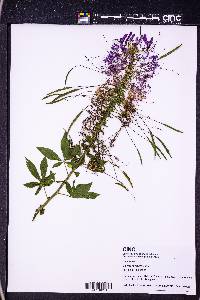 Cleome houtteana image