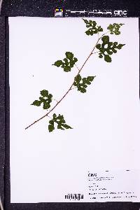 Morus alba image