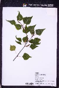 Betula populifolia image
