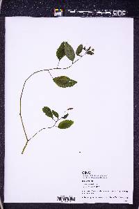 Impatiens pallida image
