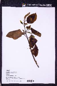 Solenostemon scutellarioides image