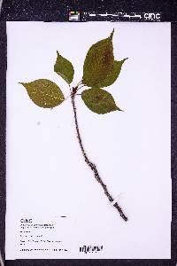 Prunus serrulata image