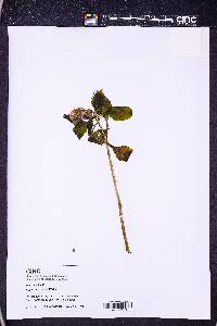 Impatiens hawkeri image