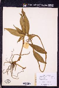 Commelina obliqua image