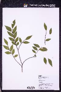 Ulmus parvifolia image