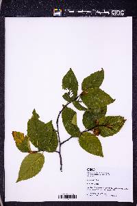 Fagus sylvatica image