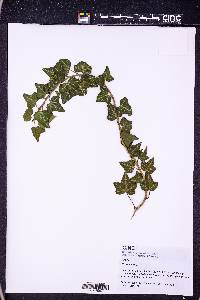 Hedera helix image