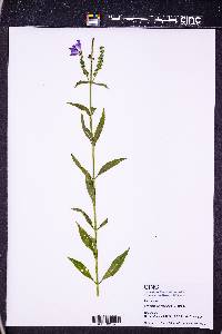 Physostegia virginiana image