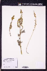 Artemisia absinthium image