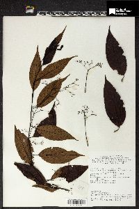 Perrottetia alpestris subsp. philippinensis image