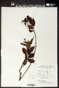 Perrottetia alpestris subsp. philippinensis image