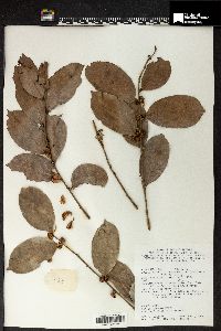 Phyllanthus ruber image