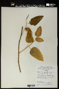 Image of Erythropalum scandens