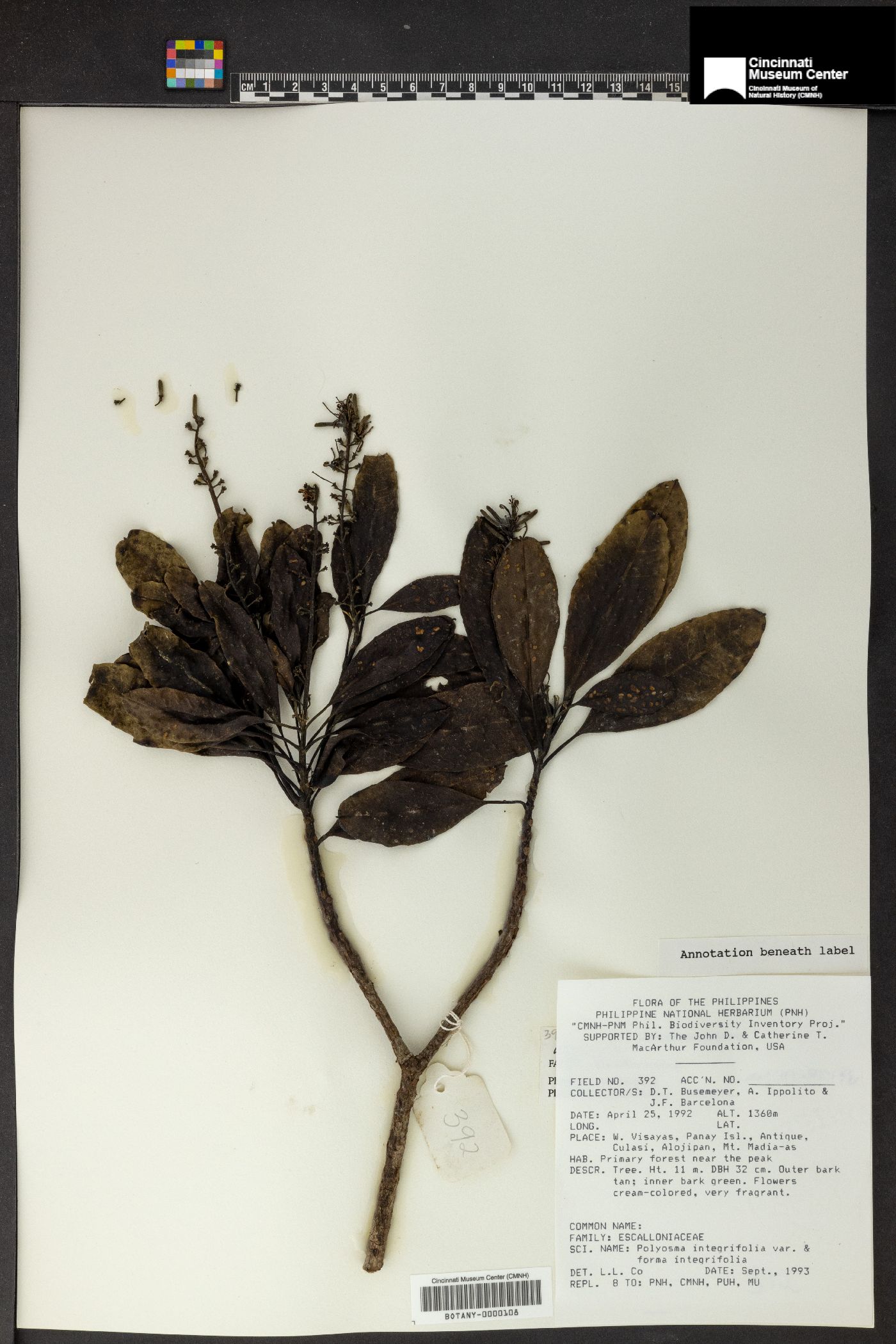 Polyosma integrifolia image