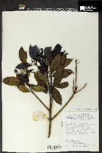 Image of Polyosma integrifolia