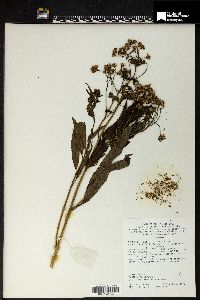 Senecio scandens image