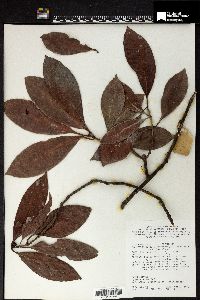 Psychotria banahaensis image