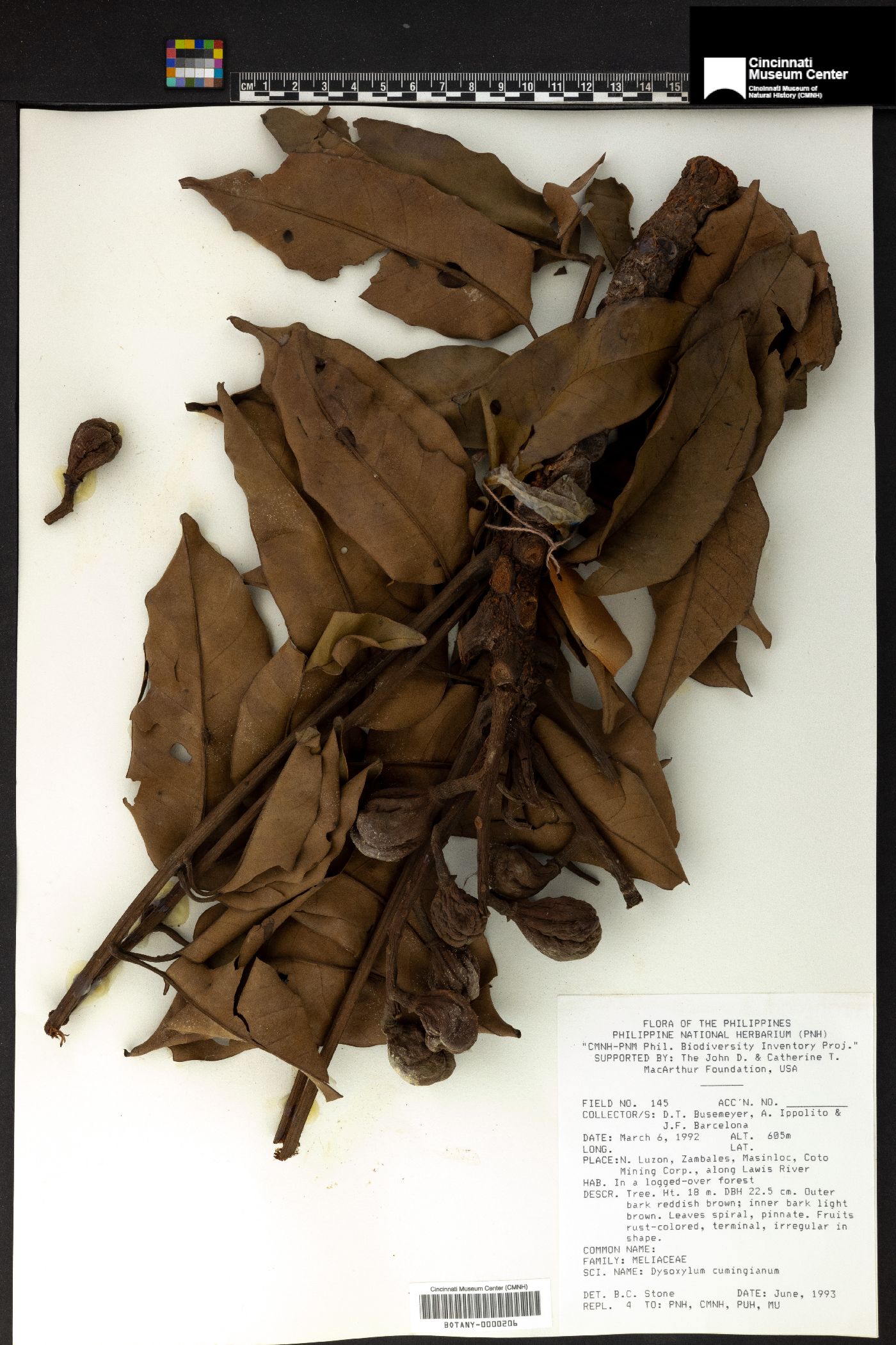Dysoxylum cumingianum image