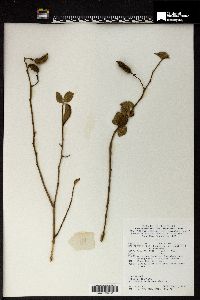 Image of Helicteres hirsuta