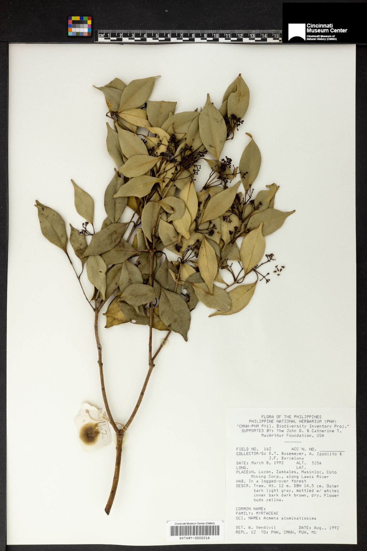 Syzygium acuminatissimum image