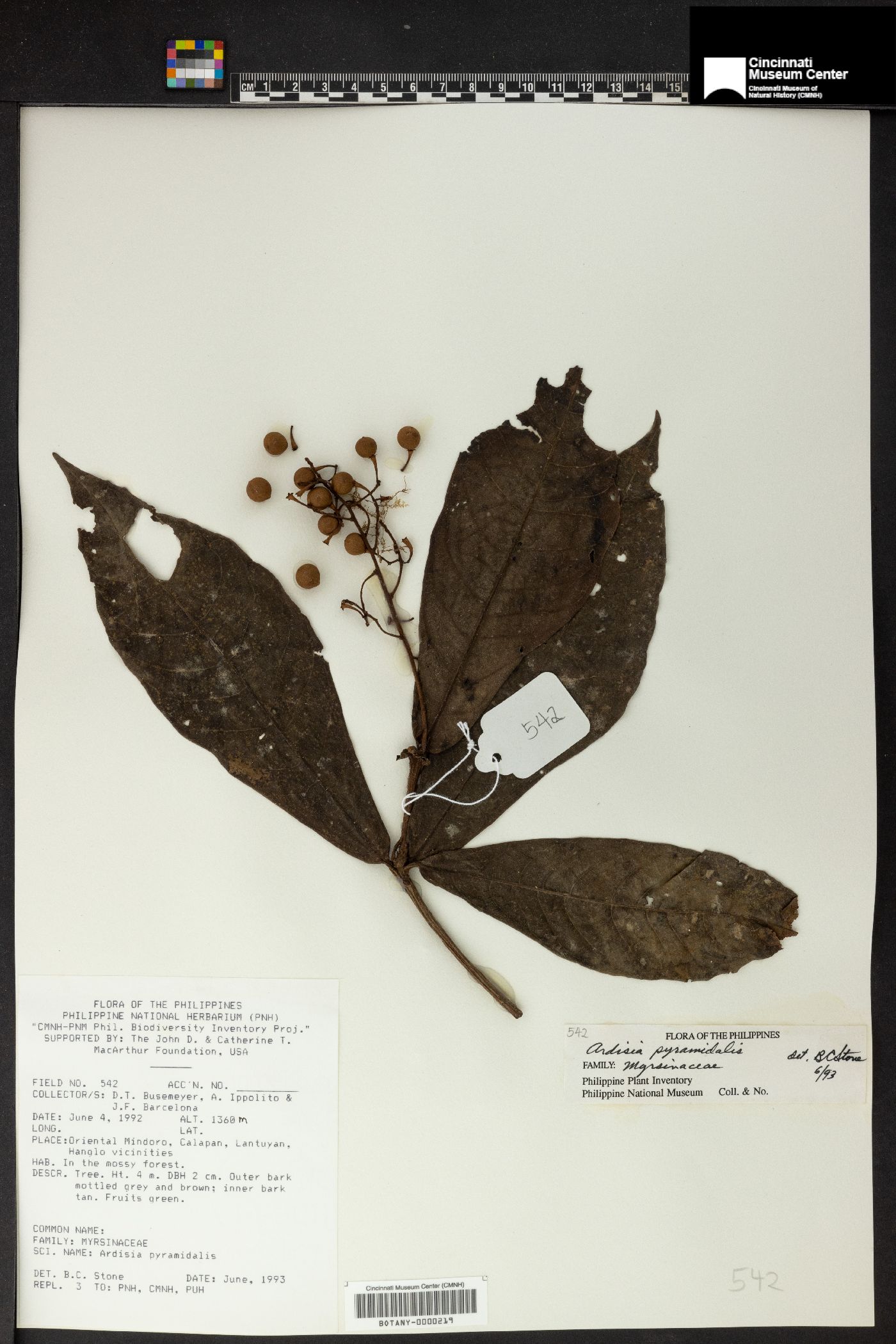 Ardisia pyramidalis image