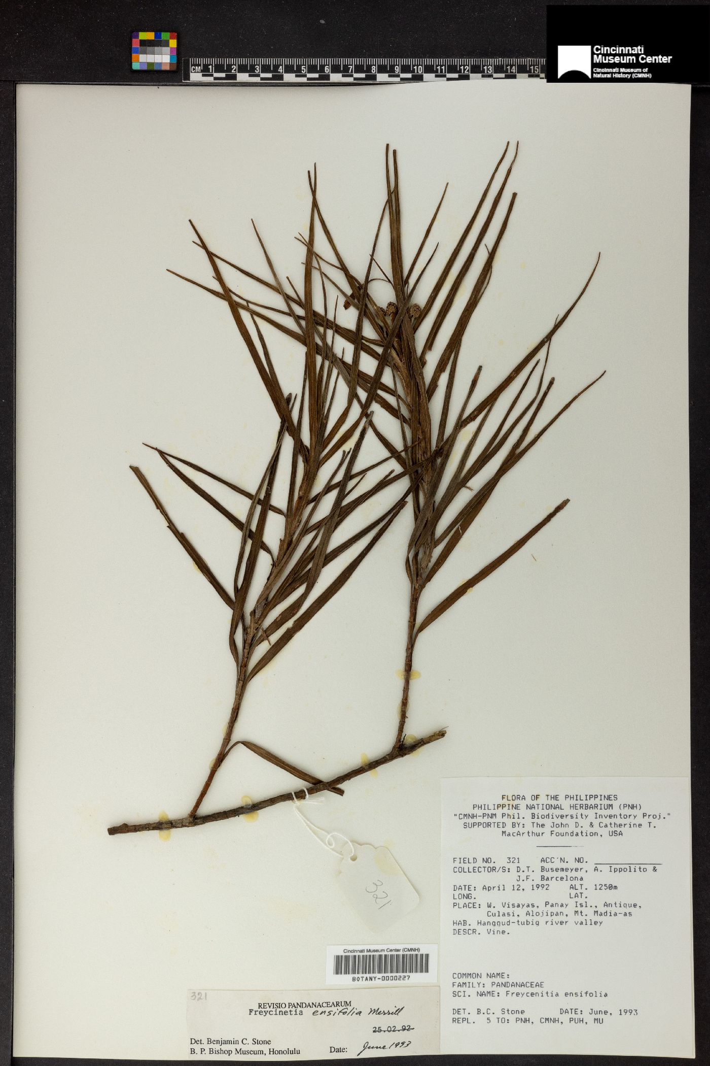 Freycinetia ensifolia image