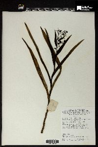 Dianella javanica image