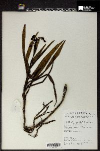 Dianella javanica image