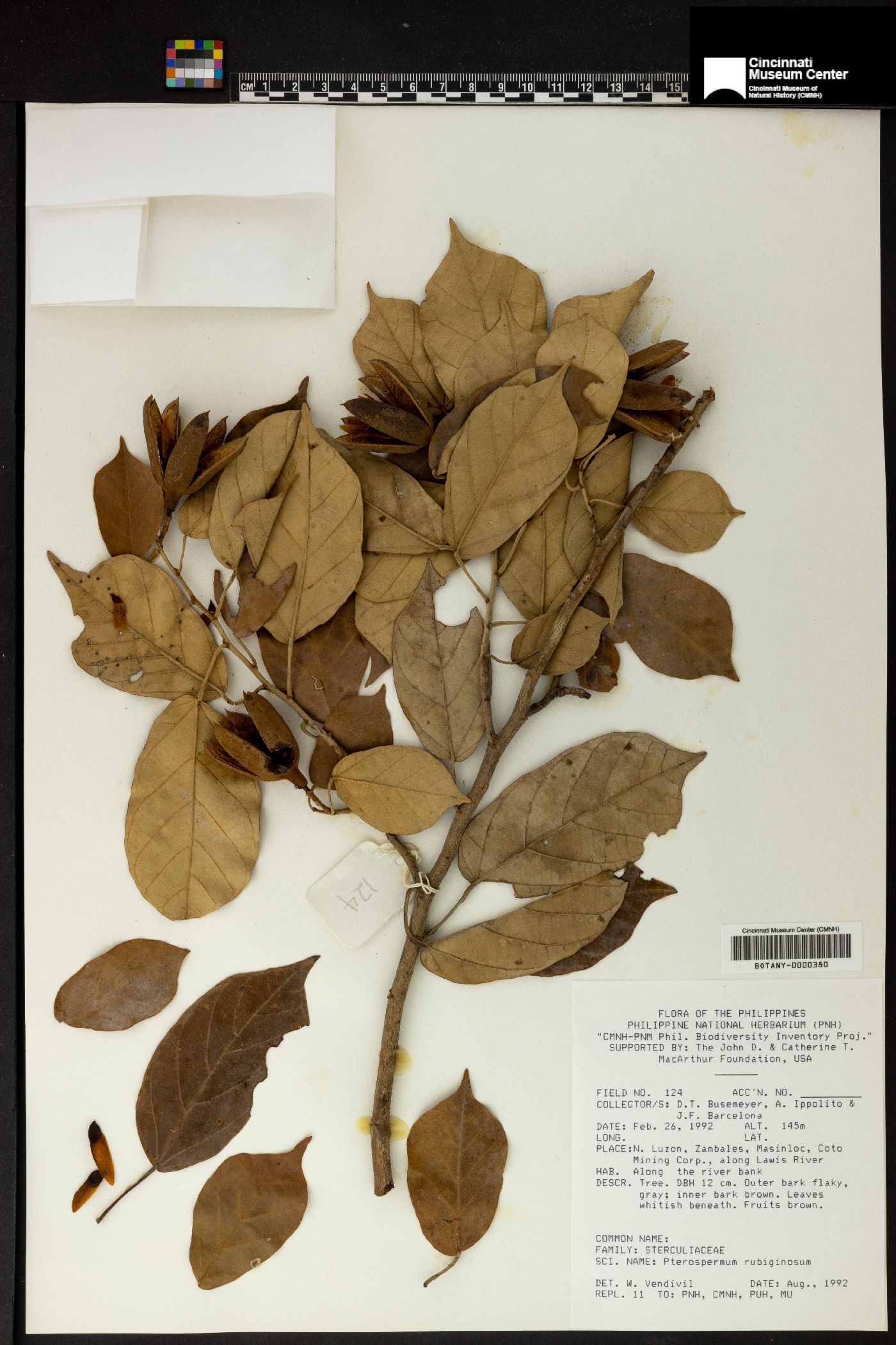 Pterospermum rubiginosum image