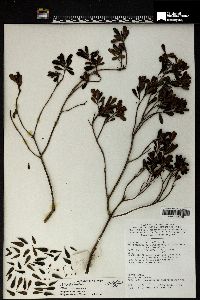 Rhododendron quadrasianum image