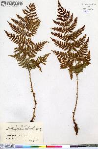 Dryopteris campyloptera image