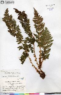 Dryopteris campyloptera image