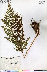 Dryopteris campyloptera image