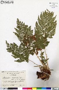 Dryopteris campyloptera image