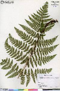 Dryopteris campyloptera image