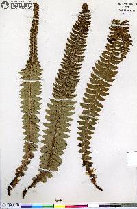 Polystichum lonchitis image